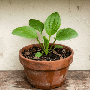 Asian Plantain Seedling