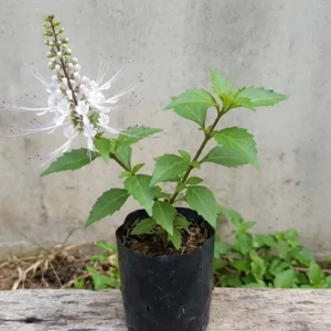 Cat’s Whiskers Seedling