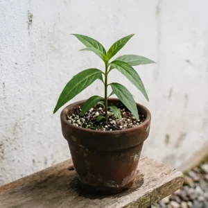 Sabah Snake Grass Seedling