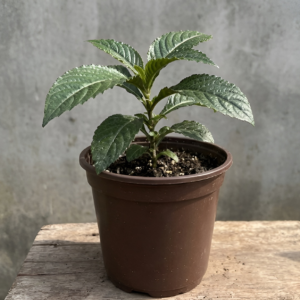 Black Face General Seedling